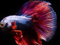 What fish can live with betta?
