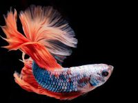 What is the lifespan for a betta fish?