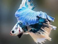 White specks on betta fish