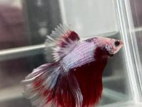 why won't my betta fish eat?