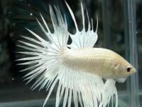 world's biggest betta fish