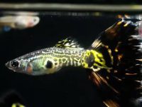 how many fry can guppies have?