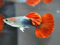 how often to feed guppies?