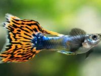 how to care for guppies?