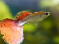 will guppies eat shrimp?