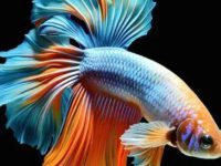 best food for guppies