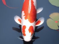 colors of koi fish