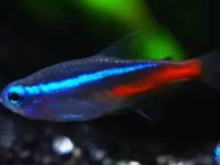 Life span of neon tetra
