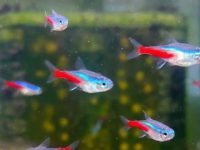 Neon tetra breed