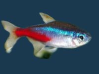 Neon tetra fish care