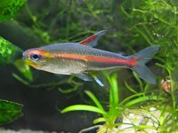 Neon tetra temperature water