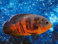 How big can a oscar fish get?