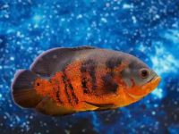 Variety of oscar fish