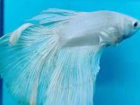 Which fish can live with betta?