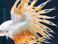 Baby betta fish food