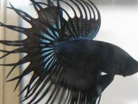 Betta fish not eating food