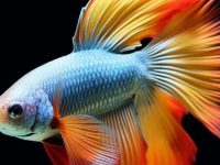 Most beautiful betta fish