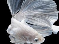 Best plants for betta fish tank