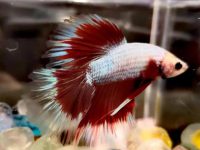 Best tanks for betta fish