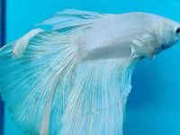 Best water temperature for betta fish