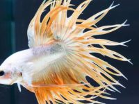Betta fish and aquarium salt