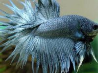 Betta fish enlarged stomach