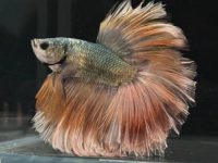 Betta fish eye swollen