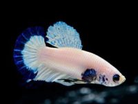 Betta fish is not eating