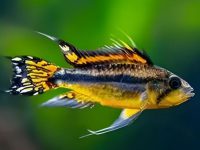 Betta fish lays on bottom of tank