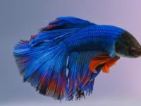 Can bettas be with other fish?