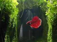 Cleaning betta fish tank
