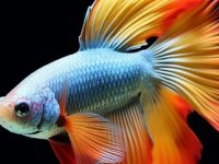 Colors of betta fish