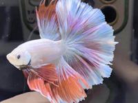 Do betta fish breathe air?