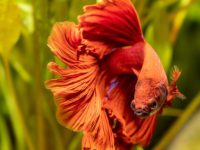 Do betta fish hibernate?