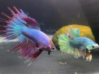 Good water temperature for betta fish