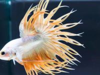 How big can a betta fish grow?