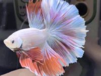 How big can a betta fish grow?