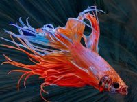 How big of a tank do betta fish need?