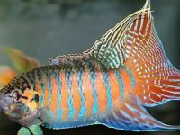 How long can a betta fish live without a filter?