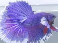 How long can betta fish survive without food?