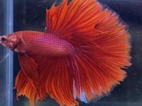 How long do betta fish last?