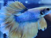 How long does a betta fish live for?