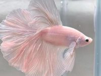 How much betta fish eat?