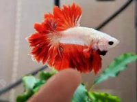 How much space do betta fish need?