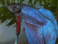 How much to feed one betta fish?