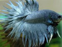How often change betta fish water?