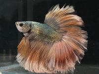 How often does betta fish eat?