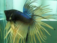 How often to change water for betta fish?