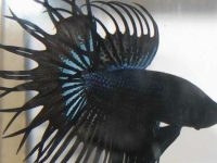 How to acclimate a betta fish?
