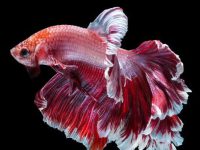 How to change water for a betta fish?